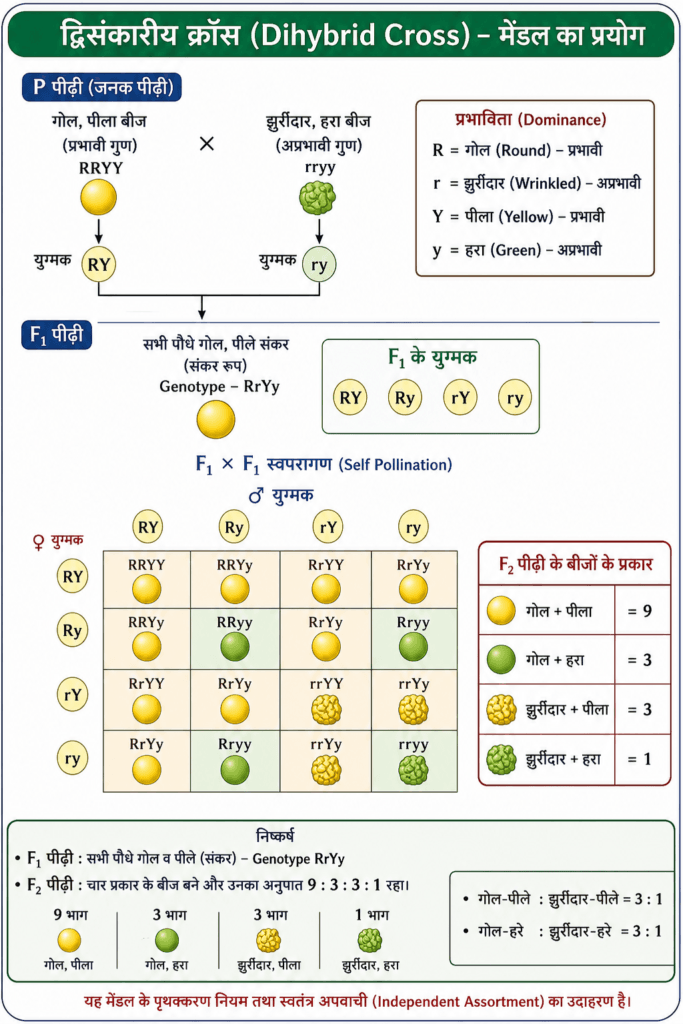 द्धिसंकरीय क्रॉस (Dihybrid Cross)