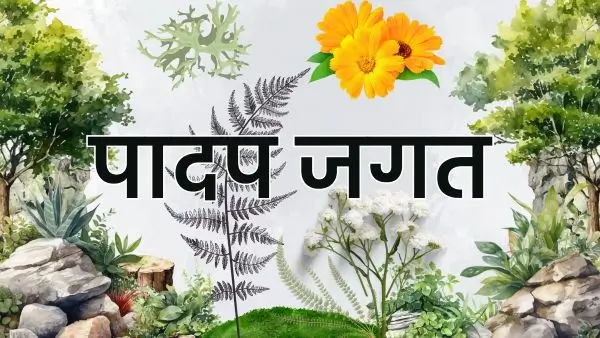 पादप जगत का वर्गीकरण, इनकी विशेषताएं व महत्व 6 पादप जगत का वर्गीकरण, इनकी विशेषताएं व महत्व