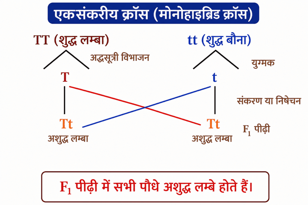 एकसंकर क्रॉस 