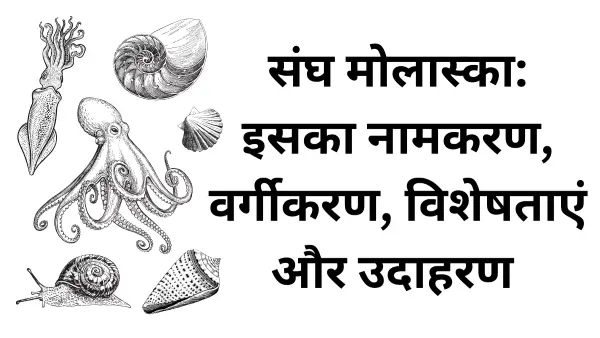 संघ मोलस्का (Phylum Mollusca) का वर्गीकरण, नामकरण व लक्षण 10 संघ मोलस्का (Phylum Mollusca) का वर्गीकरण, नामकरण व लक्षण