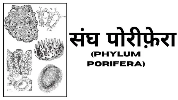 संघ पोरिफेरा: परिभाषा, विशेषताएँ, वर्गीकरण, उदाहरण 8 संघ पोरिफेरा: परिभाषा, विशेषताएँ, वर्गीकरण, उदाहरण