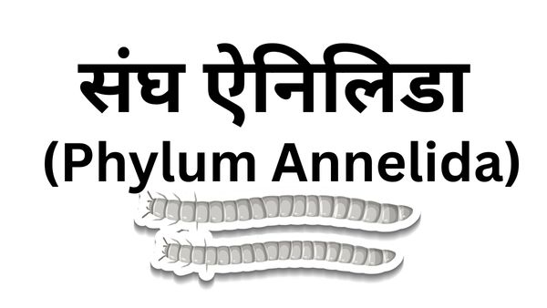 ऐनेलिडा संघ (Phylum Annelida) का वर्गीकरण व लक्षण 10 ऐनेलिडा संघ (Phylum Annelida) का वर्गीकरण व लक्षण