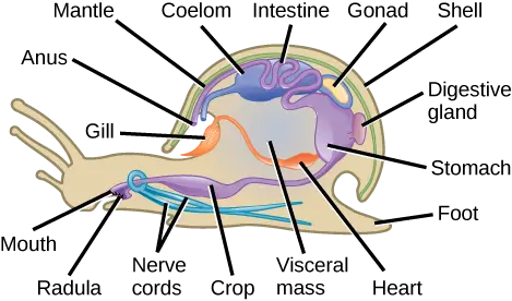 संघ मोलस्का (Phylum Mollusca) का वर्गीकरण, नामकरण व लक्षण 1 संघ मोलस्क की कई प्रजातियां और विविधताएं हैं; यह चित्र एक जलीय गैस्ट्रोपॉड की शारीरिक रचना को दर्शाता है.